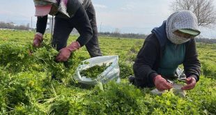 Hatay'da hasadı devam eden maydanozdan mutlu eden gelişme!