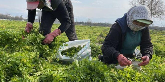 Hatay'da hasadı devam eden maydanozdan mutlu eden gelişme!