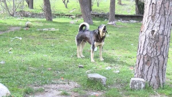 Yine köpek terörü! Yaşlı kadın parçalanarak can verdi