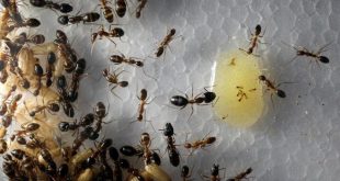 Araştırmaya göre, karıncalar kanserli hücreleri koklayarak ayırt edebiliyor