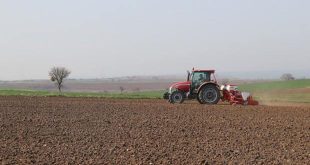 Edirne'de ayçiçeği üreticilerinin mesaisi başladı