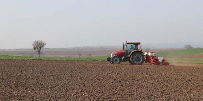 Edirne'de ayçiçeği üreticilerinin mesaisi başladı