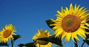 Erdoğan imzaladı! Ayçiçeği üretiminde 4 ilde 7 bölgeye daha destek verilecek