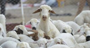 Katar'a 2,5 milyon küçük baş ihracatı yapıldı mı? Bakanlık açıkladı