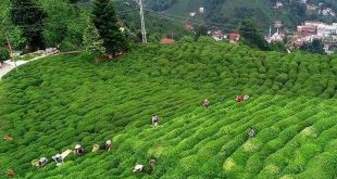 Türk çayı son 10 yılda 203,9 milyon dolar getirdi