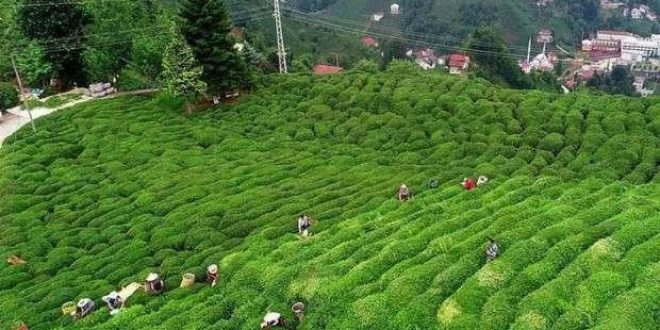 Türk çayı son 10 yılda 203,9 milyon dolar getirdi