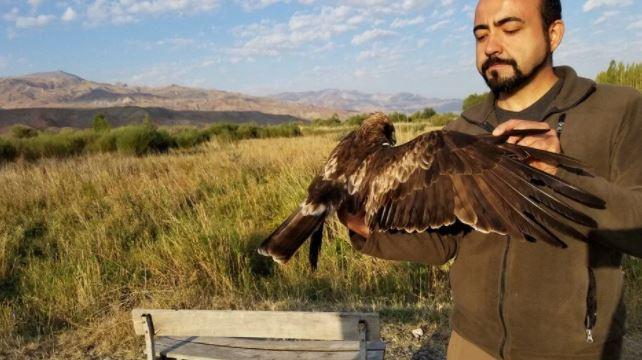 Iğdır'da vericiyle izlenen kartal 9 ülke gezdi