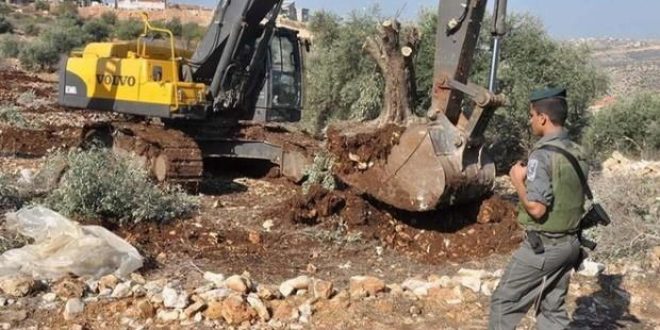 İşgalci fanatikler Filistinlilerin zeytin ağaçlarını söktü