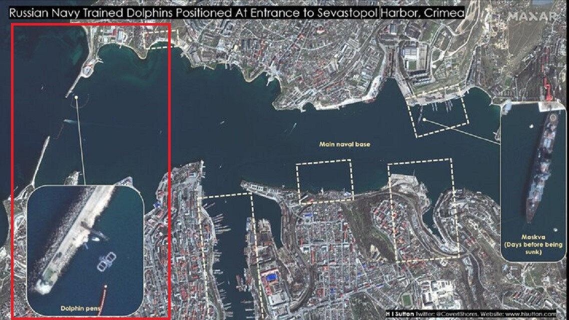 Rusya donanma üssünü yunuslarla koruyor