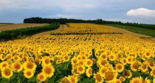 Belediyelerde ayçiçeği seferberliği: Tohum ve gübre desteği