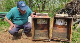 Bursa'da yüzlerce kovan arı 2 gün içinde telef oldu
