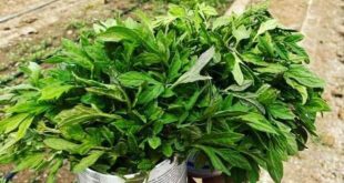 Hakkari'de domates fidesi dağıtılacak