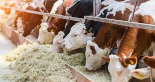 GDO'lu hayvan yemine Tarım Bakanlığı'ndan onay