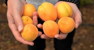 İlk hasadı yapılan kayısının fiyatı dudak uçuklatıyor!