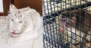 İstanbul'da kaçak hayvan operasyonu!