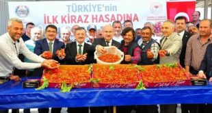 Yılın ilk kiraz hasadı yapıldı: Kilosu 700tl!