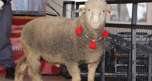 Ucuz et için destek ödemesi yapılacak