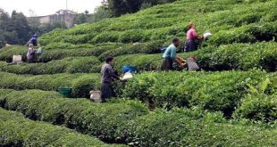 2022 yaş cay alım fiyatı belli oldu