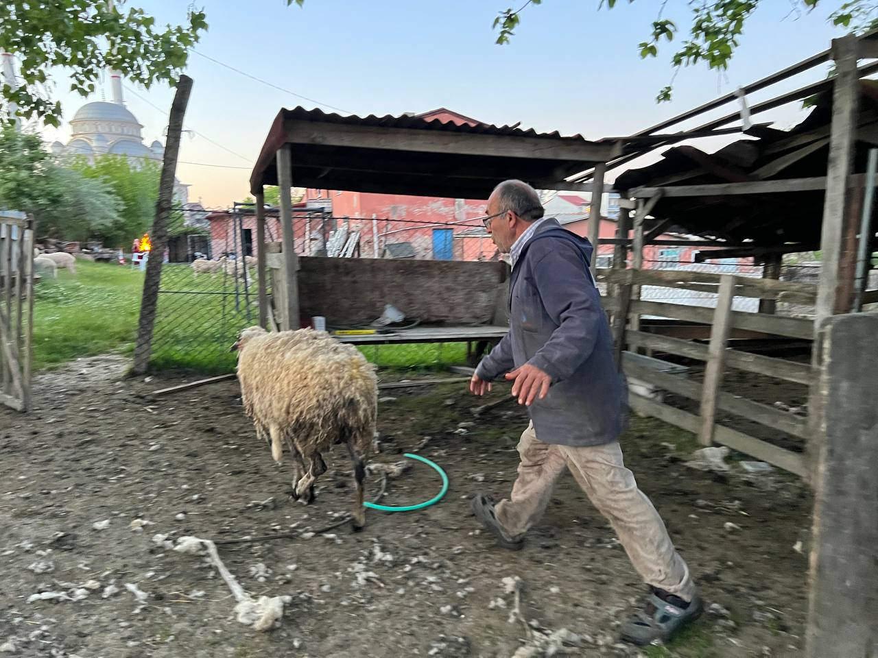 Sokak köpekleri bu kez bahçede otlayan koyunlara saldırdı!