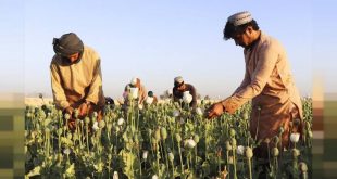 Afganistan'daki uyuşturucu tarlaları imha ediliyor!