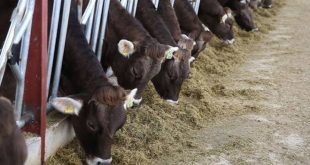 Çiğ süte yapılan zam yem fiyatlarını da yükseltti