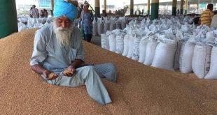 Hindistan, buğday ihracatını kısmen yasakladı