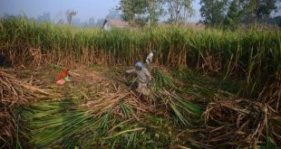 Hindistan, buğdayın ardından şeker ihracatını da yasaklayabilir