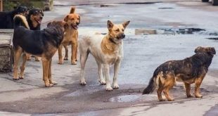 İngiltere, "köpek saldırıları" sebebiyle Türkiye'ye seyahat uyarısı yaptı!