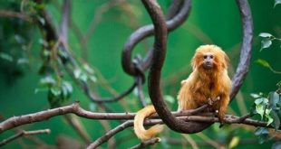 İsrail'de ilk maymun çiçeği vakası kaydedildi