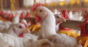 Kanada'da 1,7 milyon kanatlı hayvan itlaf edildi