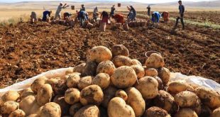 Patatesin tarladaki fiyatı 9 lira oldu