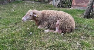 Sokak köpekleri bu kez bahçede otlayan koyunlara saldırdı!