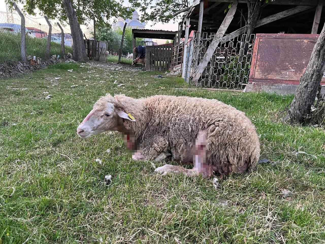 Sokak köpekleri bu kez bahçede otlayan koyunlara saldırdı!