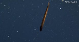 Torpido şeklinde Balık keşfedildi