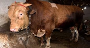 1.3 tonluk kurbanlık boğa rekor fiyatla alıcısını bekliyor