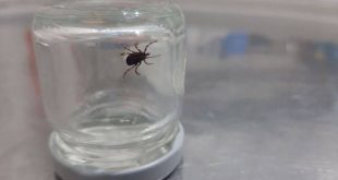 2 kişi daha kene ısırması sonucu hayatını kaybetti