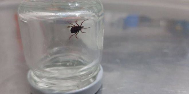 2 kişi daha kene ısırması sonucu hayatını kaybetti