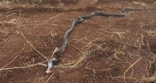 28 yaşındaki genç adam yılan ısırığı sonucu hayatını kaybetti