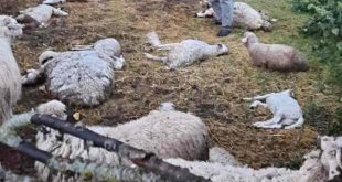 Amasya'da kurt sürüye daldı; 35 hayvan telef oldu