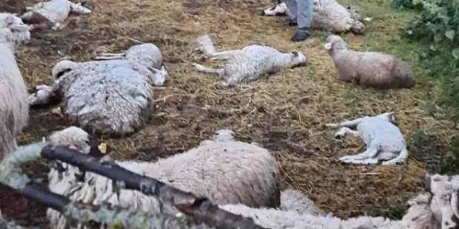 Amasya'da kurt sürüye daldı; 35 hayvan telef oldu