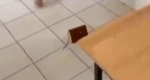 Antalya'da lisede skandal! Kur'an-ı Kerim'i top yerine tekmelediler