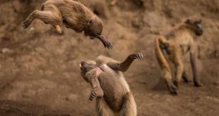 Etiyopya'da aç kalan maymunlar çocuklara saldırmaya başladı