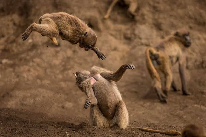 etiyopya da ac kalan maymunlar cocuklara saldirmaya basladi 01