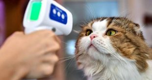 İlk kez bir kediden insana Kovid-19 bulaştığı tespit edildi.