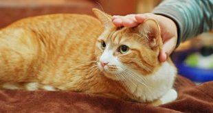 Rusya'da bir evdeki 20 kedi, ölen sahiplerini yedi