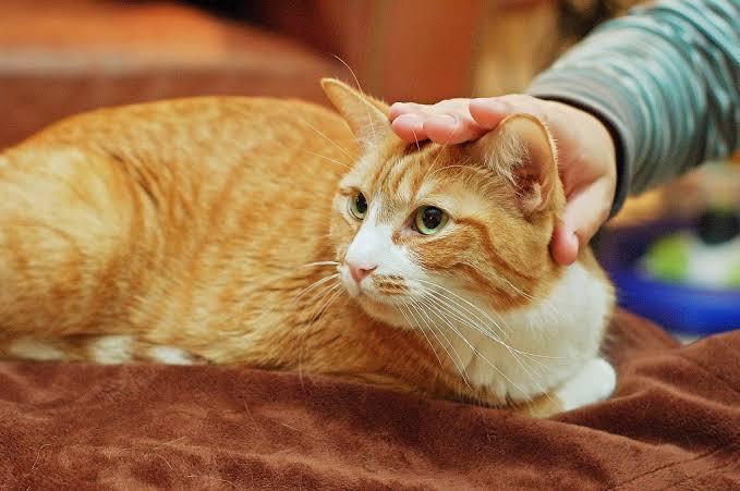 rusya da bir evdeki 20 kedi olen sahiplerini yedi 02