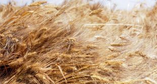 Ukrayna: Rusya bizden ‘çaldığı’ buğdayları Suriye’ye gönderdi