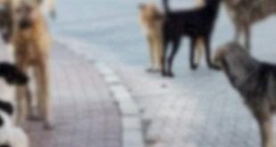 Ümraniye'de 5 yaşındaki kız çocuğu köpek saldırısına uğradı