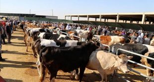 Umuma açık yerde kurban kesene para cezası uygulanacak