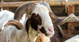 Vekalet yoluyla kurban kesim bedelleri açıklandı